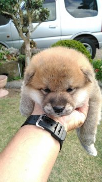 柴犬(標準サイズ)【鹿児島県・男の子・2020年10月21日・赤】の写真「コロコロした可愛い子犬です。」