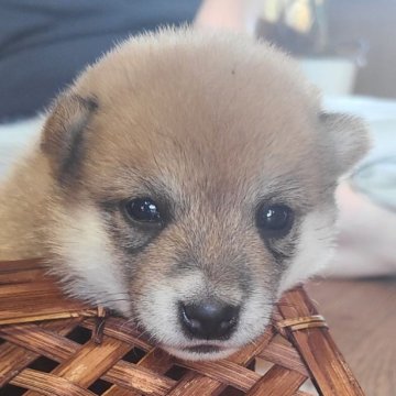 豆柴【鹿児島県・女の子・2024年8月18日・赤色】の写真「両親GM1クリアの仔犬です❗️」