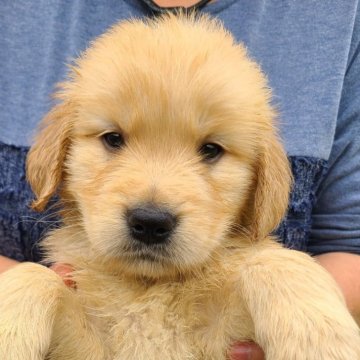 ゴールデンレトリバー【鹿児島県・男の子・2024年3月17日・ゴールド】の写真「ネイビー君です❗」