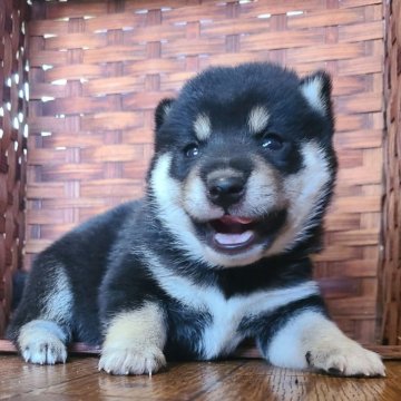 豆柴【鹿児島県・男の子・2024年8月18日・黒色】の写真「両親GM1クリアの仔犬です❗️」