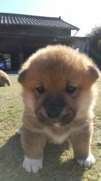 柴犬(標準サイズ)【鹿児島県・男の子・2021年11月14日・赤】の写真「コロコロで可愛い太郎君」