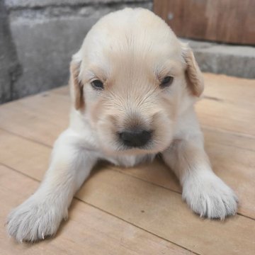 ゴールデンレトリバー【鹿児島県・女の子・2024年8月26日・ゴールド】の写真「両親PRA検査クリアの仔犬」