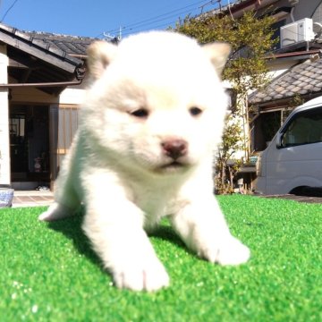 柴犬(豆柴)【鹿児島県・女の子・2023年12月19日・クリーム色】の写真「可愛い白色の雪ちゃん」