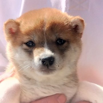 柴犬(豆柴)【鹿児島県・男の子・2024年1月3日・赤色】の写真「両親GM1クリアの仔犬です❗️」