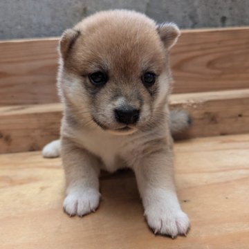 柴犬(豆柴)【鹿児島県・女の子・2024年8月18日・赤色】の写真「両親GM1クリアの仔犬です❗️」