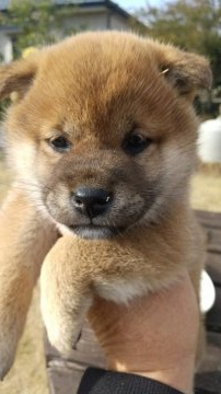 柴犬(標準サイズ)【鹿児島県・女の子・2021年12月6日・赤色】の写真「元気な女の子です。」