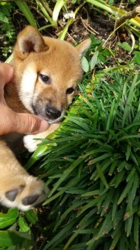 柴犬(標準サイズ)【鹿児島県・女の子・2021年5月16日・赤胡麻】の写真「元気な女の子」