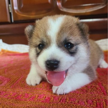 柴犬(豆柴)【鹿児島県・男の子・2024年7月20日・赤色】の写真「暑さが和らぐ、お彼岸頃にお渡しが可能です❗️」