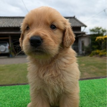 ゴールデンレトリバー【鹿児島県・男の子・2024年8月31日・ゴールド】の写真「両親PRA検査クリアの仔犬」