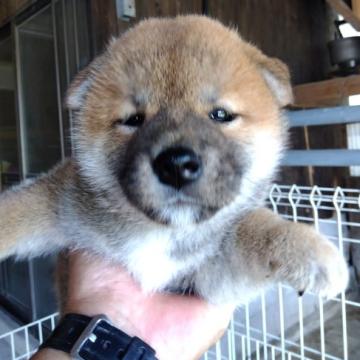 柴犬(標準サイズ)【鹿児島県・女の子・2022年5月25日・赤色】の写真「お父さん遺伝子病検査クリアの仔犬」