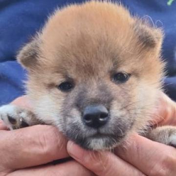 柴犬(標準サイズ)【鹿児島県・男の子・2022年8月23日・赤色】の写真「元気いっぱいに育っています❗️」