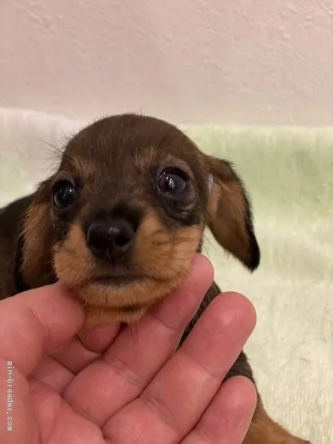 ID:2005-00749の子犬