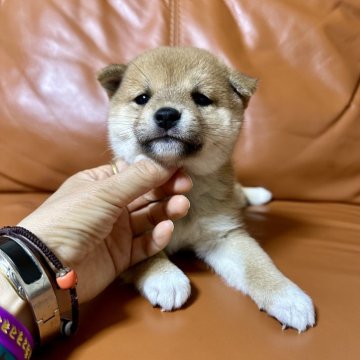 柴犬(豆柴)【群馬県・女の子・2024年9月25日・赤】の写真「かわいい女の子です❤️」