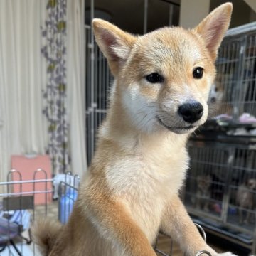 柴犬(豆柴)【群馬県・男の子・2024年7月7日・赤】の写真「ちびちです❤️今日12月30日測ったら2.9 kg」