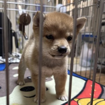 柴犬(豆柴)【群馬県・男の子・2024年10月13日・赤】の写真「小さなおとなしい男の子です。❤️」