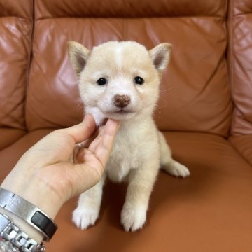 柴犬(豆柴)【群馬県・男の子・2024年7月7日・ホワイト】の写真「かわいい男の子❤️」