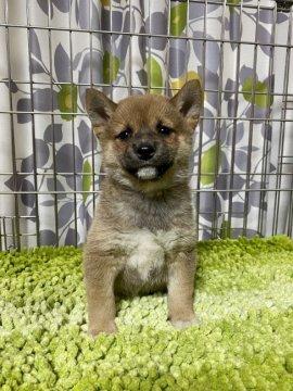 柴犬(豆柴)【群馬県・男の子・2020年12月12日・赤】の写真「可愛い男の子です❤️」