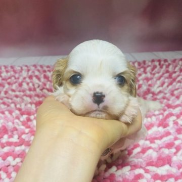 ママキャバリアパパペキニーズ【群馬県・女の子・2023年2月1日・ブレンハイム】の写真「お母さん遺伝子病検査ノーマルです。」