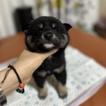 柴犬(豆柴)【群馬県・女の子・2023年10月31日・黑】の写真「可愛い子です❤️」