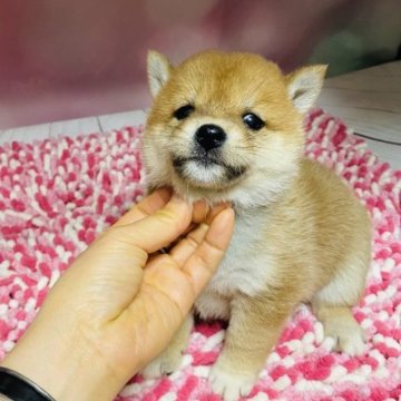 柴犬(豆柴)【群馬県・女の子・2023年1月20日・赤】の写真「可愛い💕女の子」