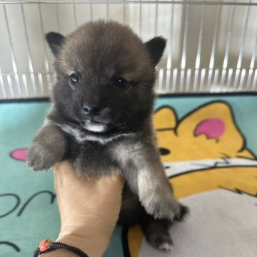 柴犬(豆柴)【群馬県・男の子・2023年11月28日・胡麻】の写真「とても小さいです」