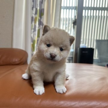 柴犬(豆柴)【群馬県・男の子・2024年3月25日・白】の写真「かっこいいイケメンくん！」