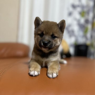 柴犬(豆柴)【群馬県・女の子・2024年4月20日・赤】の写真「かわいいの女の子です❤️」