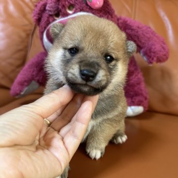 柴犬(豆柴)【群馬県・男の子・2024年9月25日・赤】の写真「かわいい男の子です❤️」