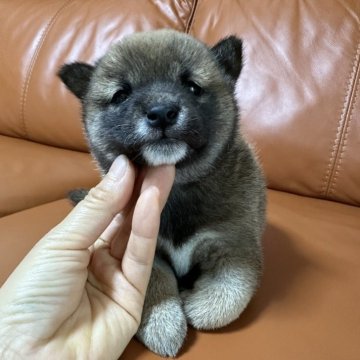 柴犬(豆柴)【群馬県・女の子・2023年12月19日・赤】の写真「かわいいの女の子」