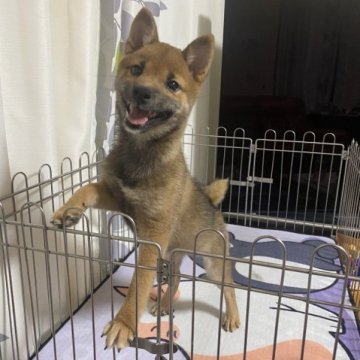 柴犬(豆柴)【群馬県・女の子・2022年12月1日・赤】の写真「可愛い💕女の子」