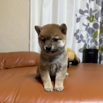 柴犬(豆柴)【群馬県・男の子・2024年4月20日・赤】の写真「かわいいの男の子です❤️」