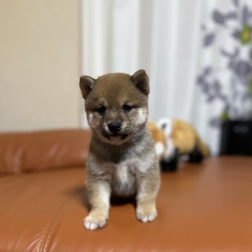 柴犬(豆柴)【群馬県・男の子・2024年4月20日・赤】の写真「かわいいの男の子です❤️」