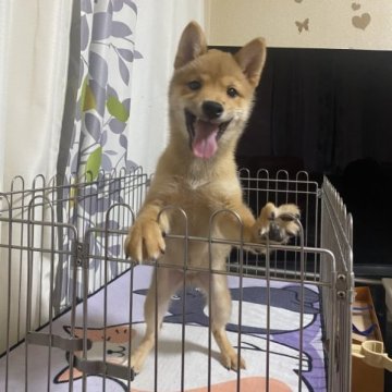 柴犬(豆柴)【群馬県・男の子・2022年12月1日・赤】の写真「可愛い💕男の子」