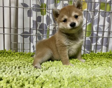 柴犬(豆柴)【群馬県・男の子・2020年12月12日・赤】の写真「可愛い男の子です❤️」