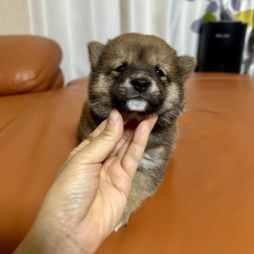 柴犬(豆柴)【群馬県・男の子・2024年3月25日・赤】の写真「かっこいいイケメンくん！」