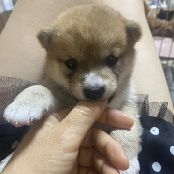 柴犬(豆柴)【群馬県・女の子・2023年6月13日・赤】の写真「可愛い💕女の子」