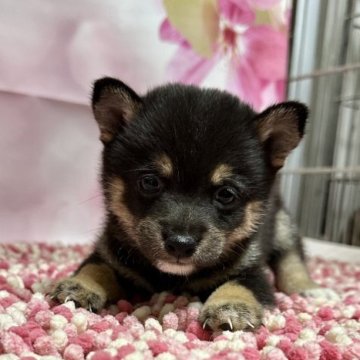 柴犬(豆柴)【群馬県・男の子・2023年8月20日・黑】の写真「可愛い男の子です❤️」