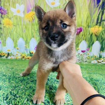 柴犬(豆柴)【群馬県・女の子・2022年5月29日・赤】の写真「可愛い💕女の子」