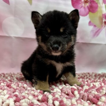 柴犬(豆柴)【群馬県・男の子・2023年8月20日・黑】の写真「可愛い男の子です❤️」