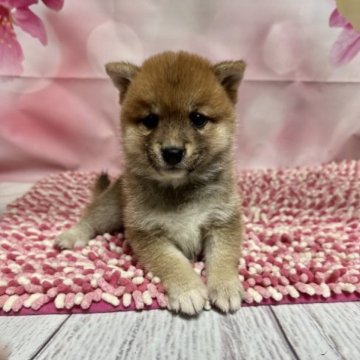 柴犬(豆柴)【群馬県・男の子・2023年6月20日・赤】の写真「かわいいの男の子です🌸」