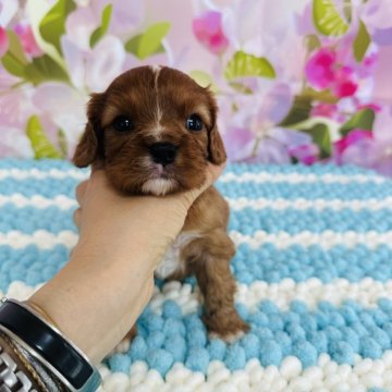 キャバリア【群馬県・男の子・2024年6月22日・ルビー】の写真「イケメンの男です❤️」