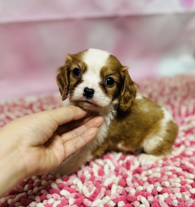 キバリアの上手な育て方 - 犬用品