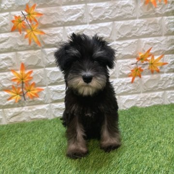 ミニチュアシュナウザー【愛知県・女の子・2025年7月25日・ブラック&シルバー902】の写真「両親共遺伝子検査クリアです💕」