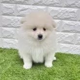 ポメラニアン