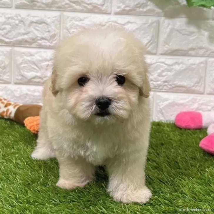 C.Y 様のお迎えした子犬