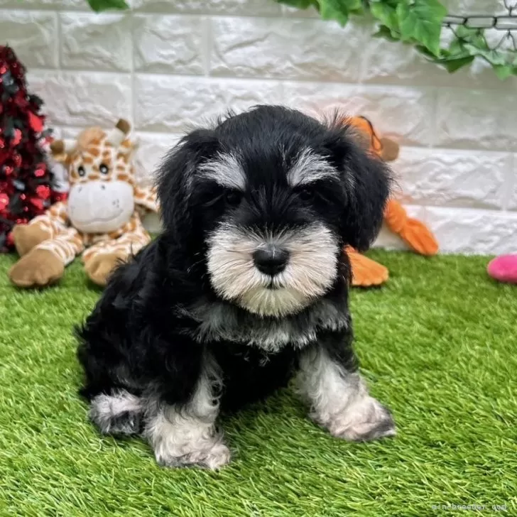 あん 様のお迎えした子犬