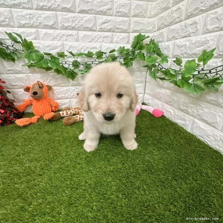 ID:2312-05838の子犬