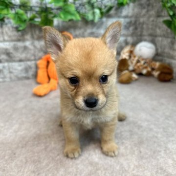 ミックス(父犬チワワx 母犬豆柴)【愛知県・男の子・2023年2月22日・レッド】の写真「めちゃくちゃ💕可愛い❗️4/26まで販売」