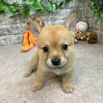 ミックス(父犬チワワx母犬豆柴)【愛知県・男の子・2023年2月22日・レッド】の写真「めちゃくちゃ💕可愛い❗️」