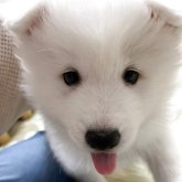 サモエド
